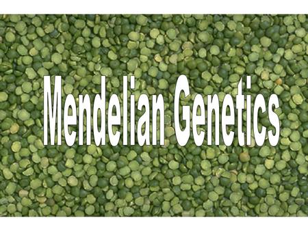 Mendelian Genetics.