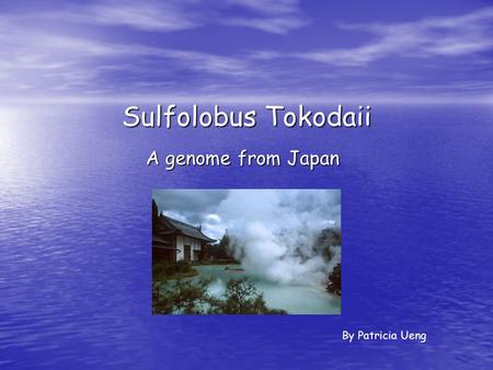 Sulfolobus Tokodaii A genome from Japan By Patricia Ueng.