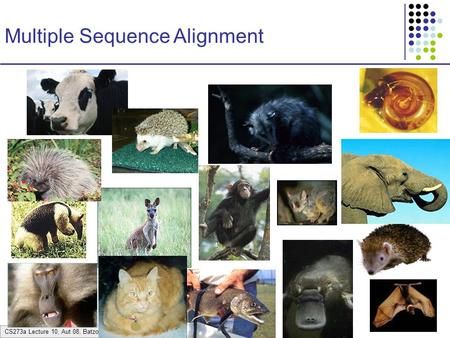 CS273a Lecture 10, Aut 08, Batzoglou Multiple Sequence Alignment.