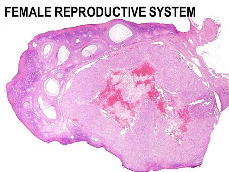 FEMALE REPRODUCTIVE SYSTEM