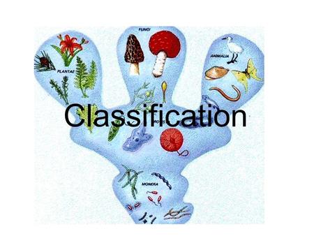 Classification.