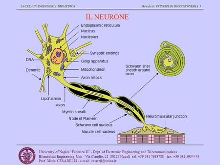 LAUREA IN INGEGNERIA BIOMEDICA Modulo di PRINCIPI DI BIOINGEGNERIA I University of Naples “Federico II” - Dept. of Electronic Engineering and Telecommunications.