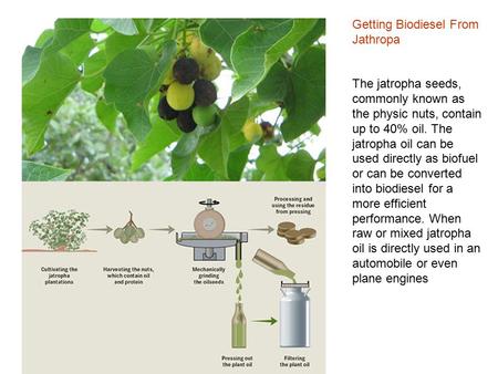 Getting Biodiesel From Jathropa The jatropha seeds, commonly known as the physic nuts, contain up to 40% oil. The jatropha oil can be used directly as.