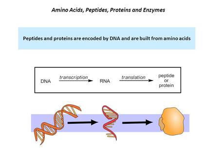 Amino Acids, Peptides, Proteins and Enzymes Peptides and proteins are encoded by DNA and are built from amino acids.