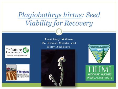 Courtney Wilson Dr. Robert Meinke and Kelly Amsberry Plagiobothrys hirtus: Seed Viability for Recovery.