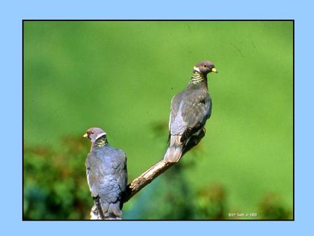 © H.P. Smith, Jr. VIREO. Map credit: USGS Breeding Bird Survey Band-tailed Pigeon (Patagioenas fasciata) breeding range in US and Canada.