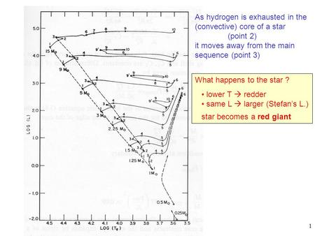 1 As hydrogen is exhausted in the (convective) core of a star (point 2) it moves away from the main sequence (point 3) What happens to the star ? lower.