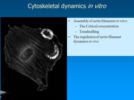 Cytoskeletal dynamics in vitro Assembly of actin filaments in vitro –The Critical concentration –Treadmilling The regulation of actin filament dynamics.