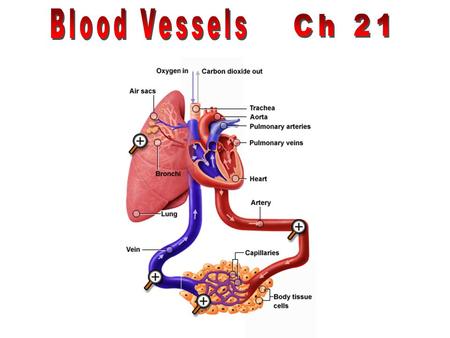 Blood Vessels Ch 21.