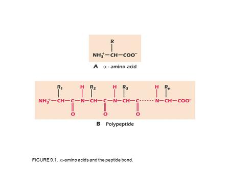 FIGURE 9.1.  -amino acids and the peptide bond..