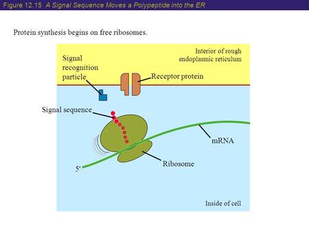 Inside of cell Interior of rough endoplasmic reticulum 5' Receptor protein Signal recognition particle mRNA Ribosome Signal sequence Protein synthesis.