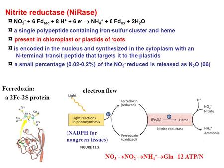 Nitrite reductase (NiRase) ¤ NO 2 - + 6 Fd red + 8 H + + 6 e -  NH 4 + + 6 Fd ox + 2H 2 O ¤ a single polypeptide containing iron-sulfur cluster and heme.