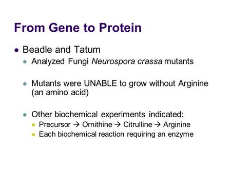 From Gene to Protein Beadle and Tatum