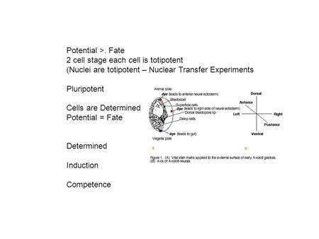 Potential >. Fate 2 cell stage each cell is totipotent (Nuclei are totipotent – Nuclear Transfer Experiments Pluripotent Cells are Determined Potential.