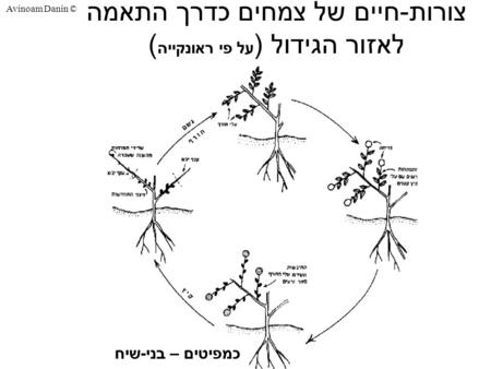 Avinoam Danin © צורות-חיים של צמחים כדרך התאמה לאזור הגידול ( על פי ראונקייה ) כמפיטים – בני-שיח.