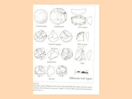 Neandertal Culture Homesites – In caves, also in the open (near rivers, framed with wood and covered with skins) Burial – Is there evidence of purposeful.