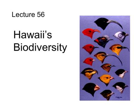 Lecture 56 Hawaii’s Biodiversity. Environmental Diversity Extremely wide range of habitats temperature moisture soils vegetation.