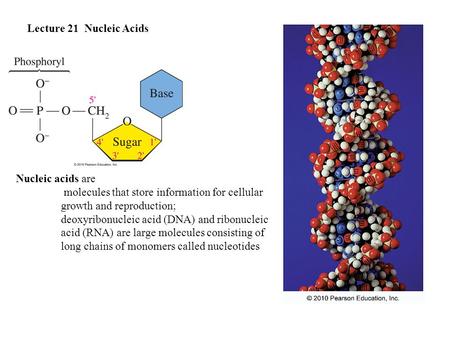 Lecture 21  Nucleic Acids Nucleic acids are