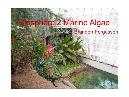 Biosphere 2 Marine Algae Brandon Fergusson. Experiment Study effects of increasing atmospheric CO 2 on marine organisms.