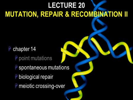 LECTURE 20 MUTATION, REPAIR & RECOMBINATION II