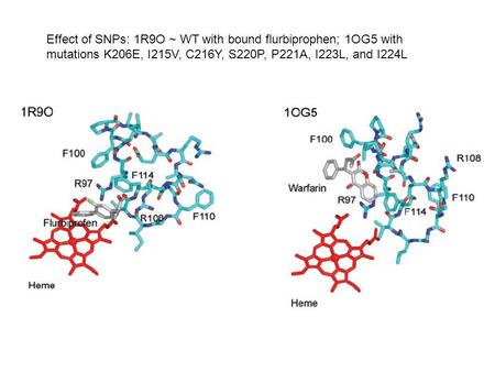 Effect of SNPs: 1R9O ~ WT with bound flurbiprophen; 1OG5 with mutations K206E, I215V, C216Y, S220P, P221A, I223L, and I224L.