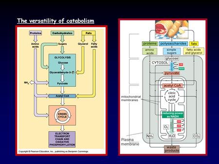 The versatility of catabolism