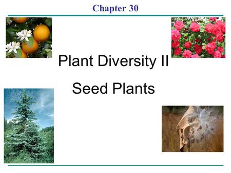 Chapter 30 Plant Diversity II Seed Plants.