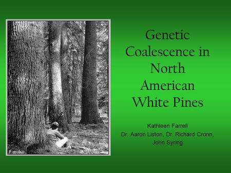 Genetic Coalescence in North American White Pines Kathleen Farrell Dr. Aaron Liston, Dr. Richard Cronn, John Syring P. strobus.