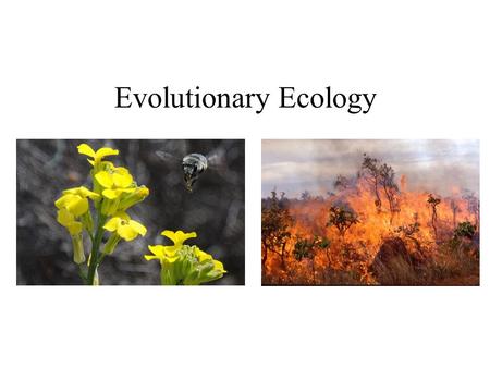 Evolutionary Ecology. Species Numbers - 2012 What’s missing?