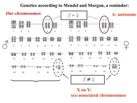 Genetics according to Mendel and Morgan, a reminder: XY XX A A A A ♂ = ♀ ♂  ♀ A: autosome X ou Y: sex-associated chromosomes ♂ ♀ Our chromosomes: