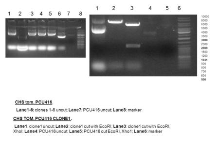 10000 8000 6000 5000 4000 35003000 25002000 1500 12001031 900 800 700 600500 CHS tom. PCU416. Lane1-6: clones 1-6 uncut; Lane7: PCU416 uncut; Lane8: marker.