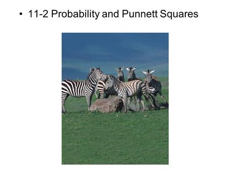 11-2 Probability and Punnett Squares