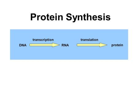 Transcription DNARNA translation protein Protein Synthesis.