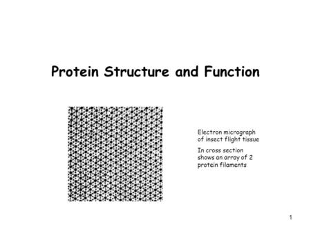 Protein Structure and Function