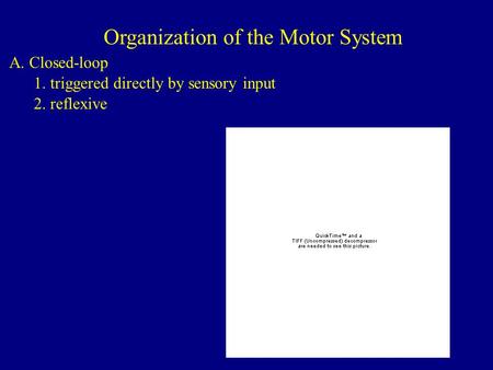 Organization of the Motor System A. Closed-loop 1. triggered directly by sensory input 2. reflexive.