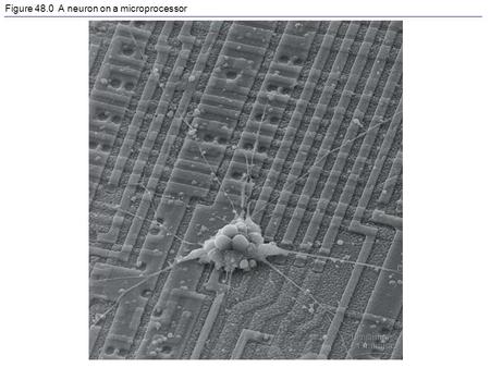 Figure 48.0 A neuron on a microprocessor