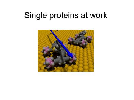 Single proteins at work