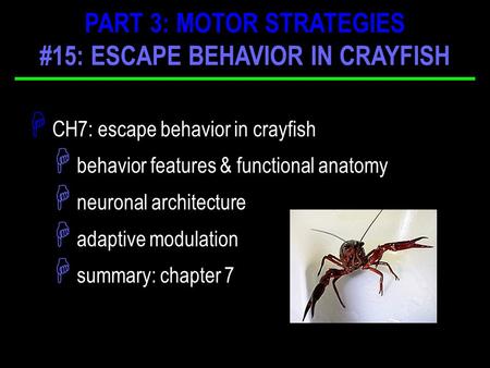 H CH7: escape behavior in crayfish H behavior features & functional anatomy H neuronal architecture H adaptive modulation H summary: chapter 7 PART 3: