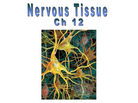 Enteric Nervous System gutgut Central Nervous System (CNS) brainbrain spinal cordspinal cord Peripheral Nervous System (PNS) cranial nerves (12 pr)cranial.