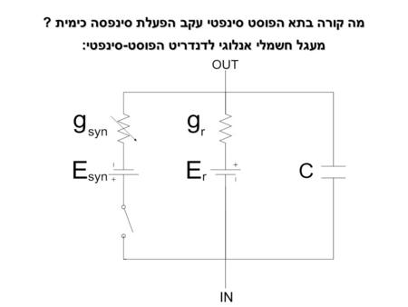 IN מעגל חשמלי אנלוגי לדנדריט הפוסט-סינפטי: מה קורה בתא הפוסט סינפטי עקב הפעלת סינפסה כימית ?