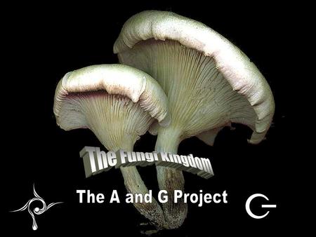 Fungi By: The A and G project. Social Role of Mushrooms People use mushrooms in many different ways, they eat them and plant them and some grow in the.