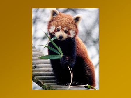 Red Panda Ailurus fulgens; also called the Firefox or Lesser Panda a small arboreal mammal Slightly larger than a domestic cat, it has reddish-brown fur,