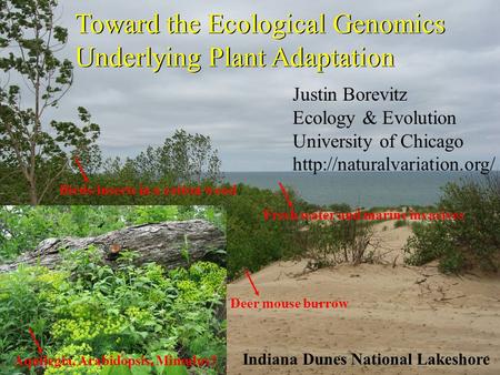 Toward the Ecological Genomics Underlying Plant Adaptation Deer mouse burrowBirds/insects in a cotton woodFresh water and marine invasives Aquilegia, Arabidopsis,