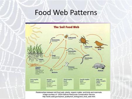 Food Web Patterns.