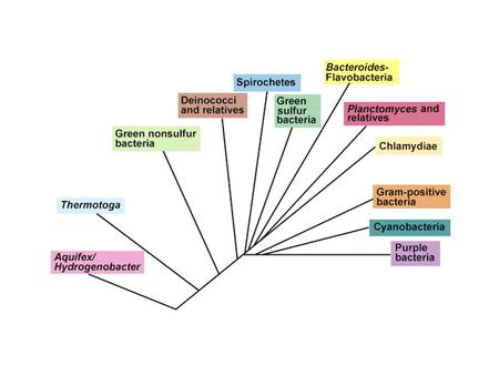 Chemolithotrophic proteobacteria S and Iron oxidizing