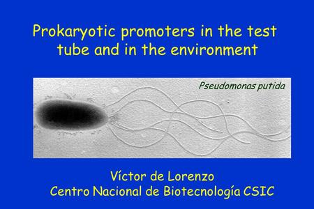 Prokaryotic promoters in the test tube and in the environment Víctor de Lorenzo Centro Nacional de Biotecnología CSIC Pseudomonas putida.