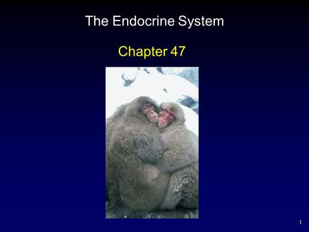 The Endocrine System Chapter 47.