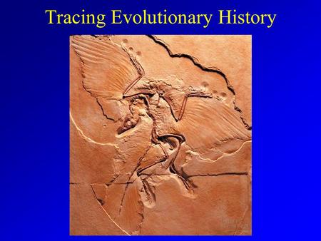 Tracing Evolutionary History. Macroevolution Dating Prehistoric Material Radioactive Isotopes Carbon 14 Potassium 40.