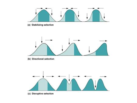 Variation in bill size in the population of Galapagos ground finch. Bill depth affects the size of seeds that can be eaten by individual birds.