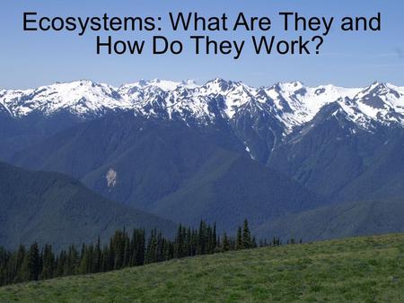 Ecosystems: What Are They and How Do They Work?